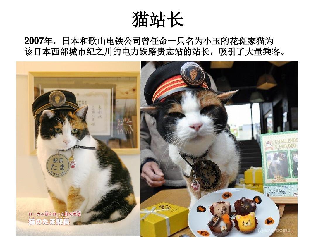 3d小玉猫两单必出_029期小玉猫胆_小玉猫必出两码