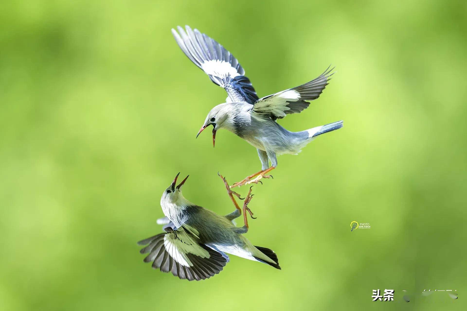 小鸟对对碰下载_可爱小鸟对对碰_小鸟对对碰赚钱是真的吗