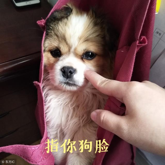 博狗bodog打不开了_bodog博狗2015_博狗bodog手机网页