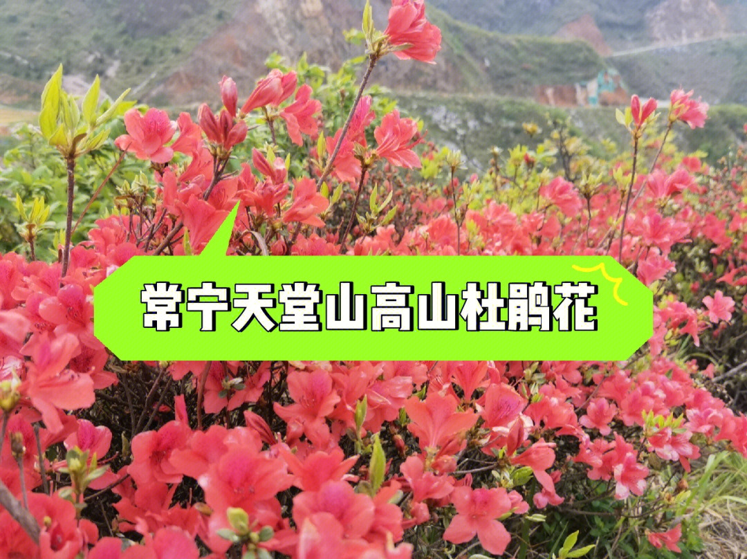 昂天堂传说_天堂山传说_天堂的传说