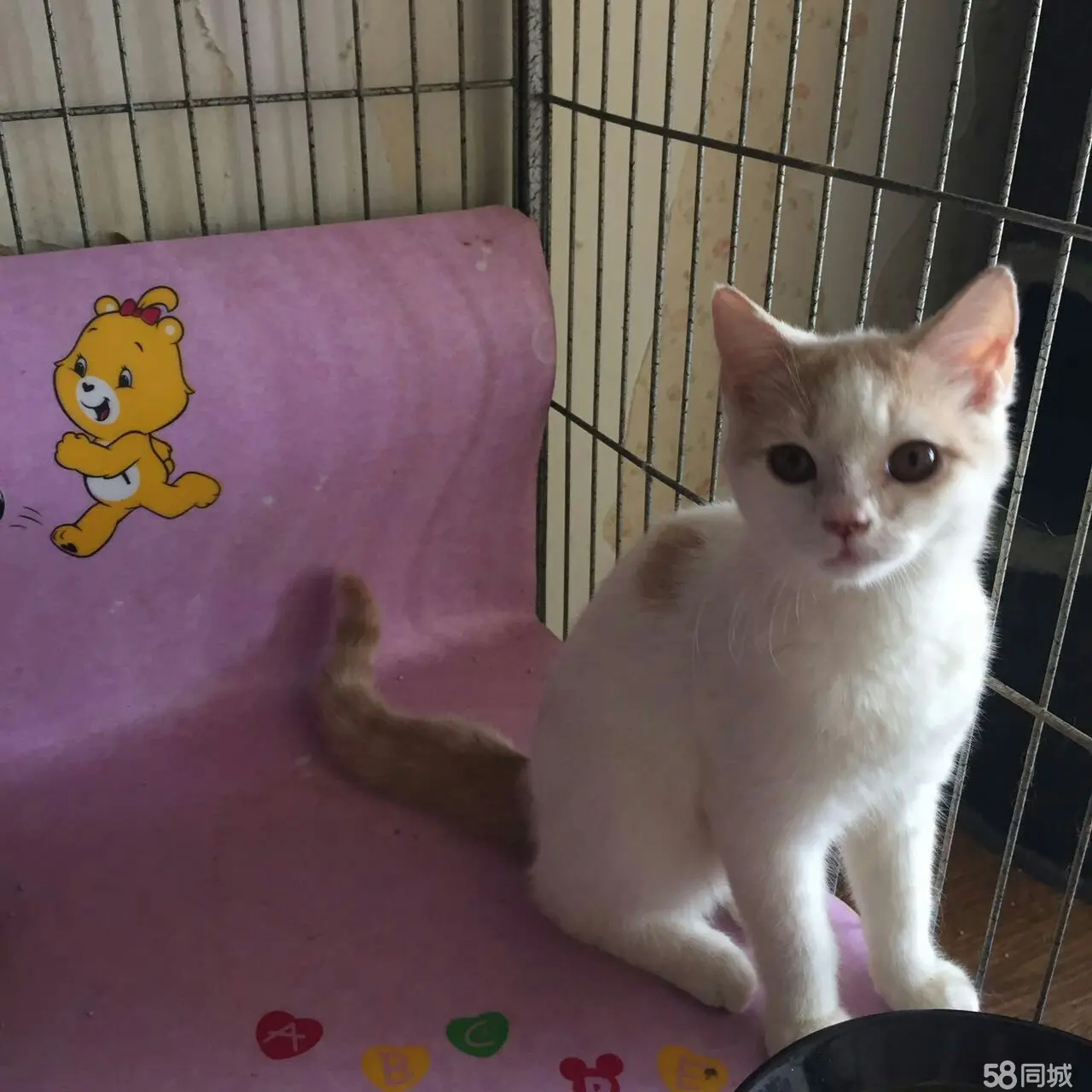 沈阳哪有专业配猫的_58同城沈阳宠物猫借配_沈阳58同城宠物猫