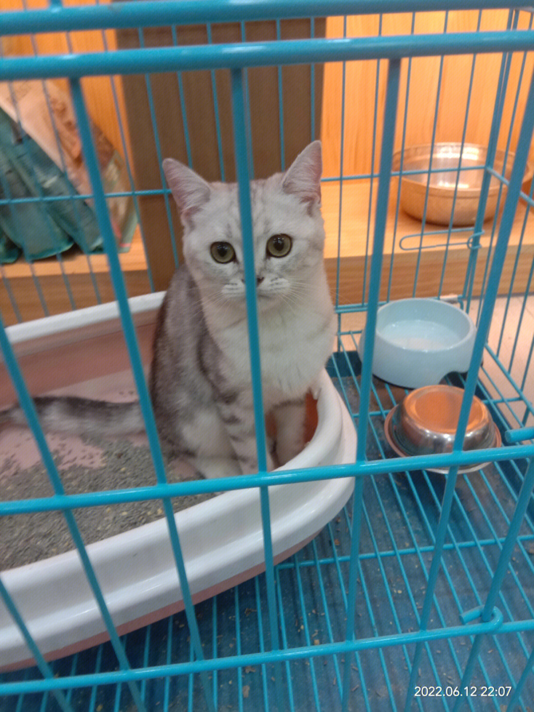 58同城沈阳宠物猫借配_沈阳58同城宠物猫_沈阳哪有专业配猫的