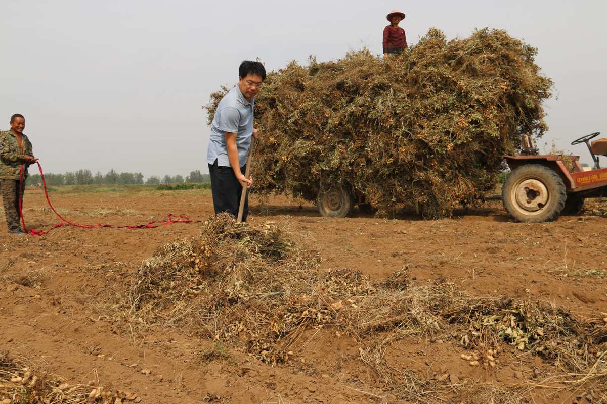 花生新型收获机图片_新型花生收获机_花生收获机报价2021