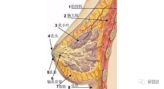 恶心的时候胸口疼怎么回事_超胸部恶心图片_恶心的时候胸疼