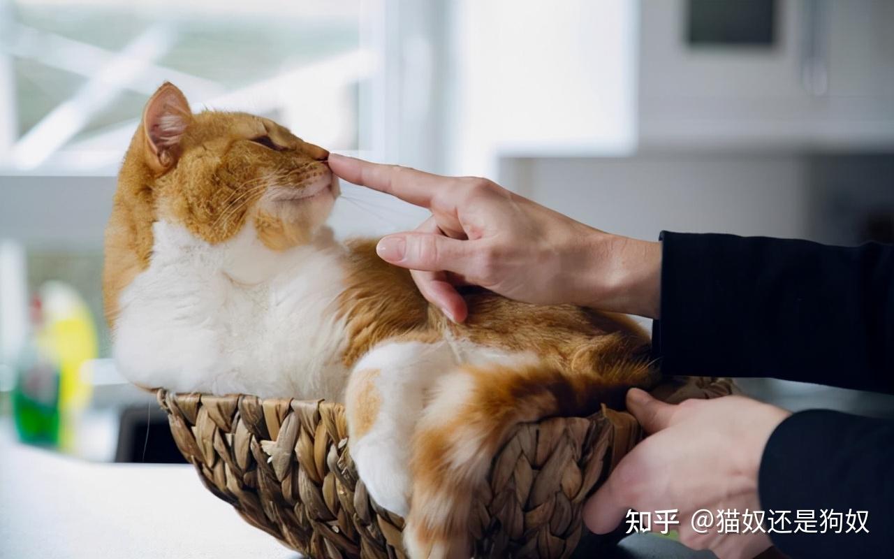 猫说话吗_猫说话是什么意思_会说话的猫