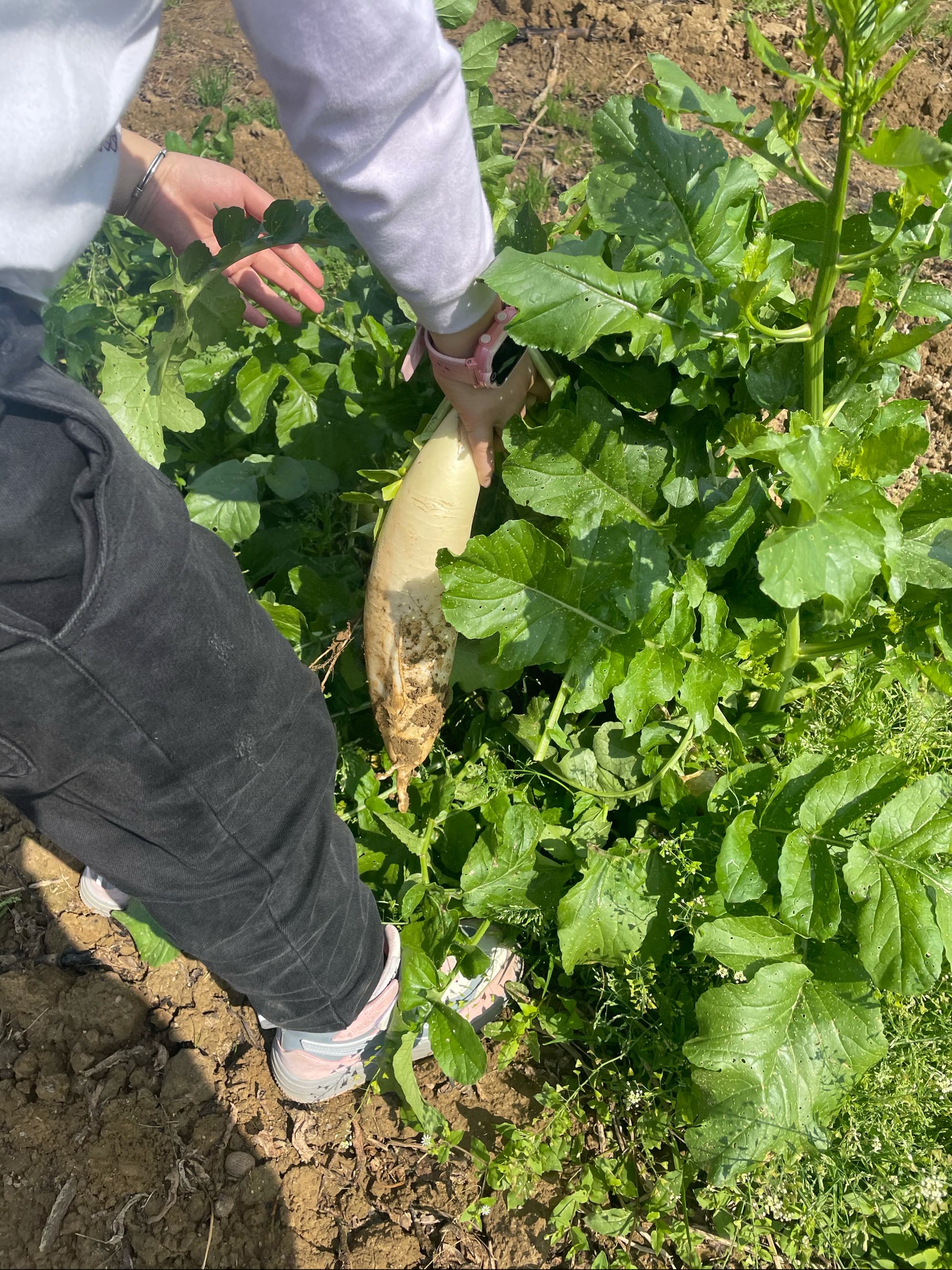拔萝卜带出泥_拔萝卜带泥什么意思_萝卜拔泥带出水怎么办