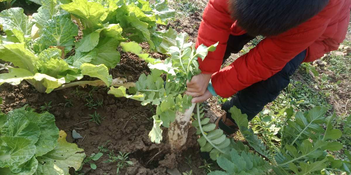 拔萝卜带泥什么意思_拔萝卜带出泥_萝卜拔泥带出水怎么办