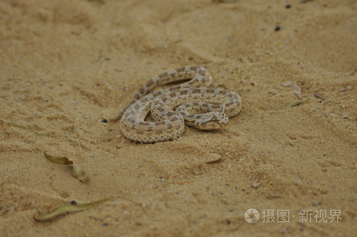 生化沙漠复活顺序视频_cfbug生化沙漠_生化沙漠卡bug