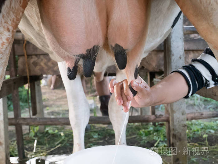 不是乳牛关_乳牛关_蛮牛砍刀开乳牛关