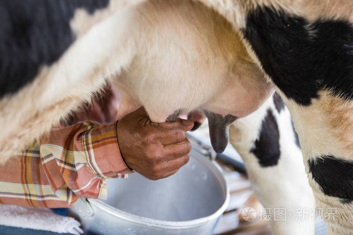 乳牛关_蛮牛砍刀开乳牛关_不是乳牛关