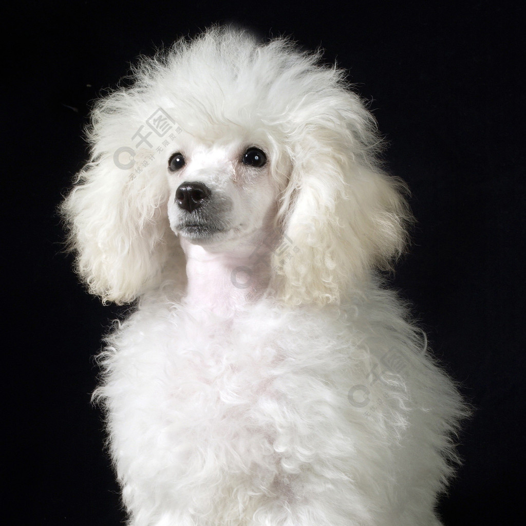 贵宾几个月算成犬_贵宾茶杯犬价格_广州贵宾犬价格