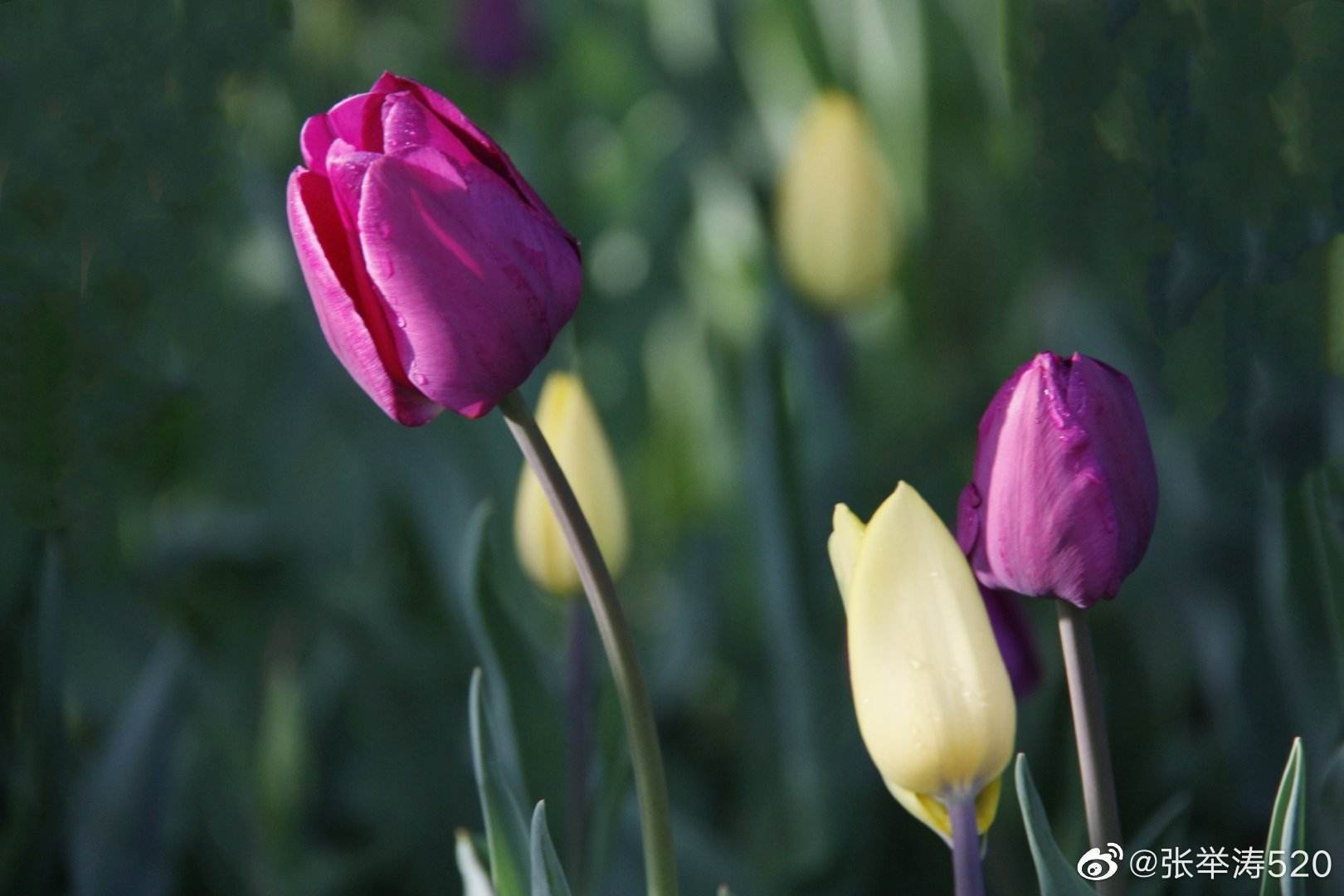 花吻在上爱丽丝图片_百合gl花吻图片_花和爱丽丝图片