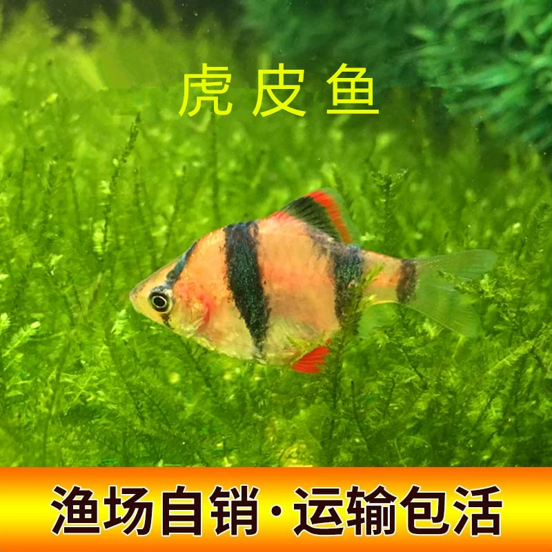 虎皮丝足鱼哪里钓