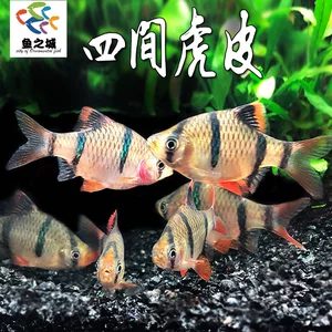 虎皮丝足鱼哪里钓