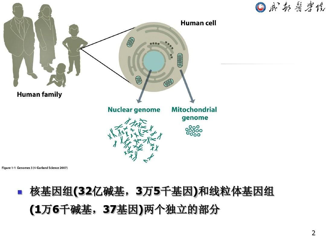 完美国际各2职业加体生命_混合生命体