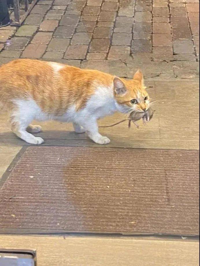 猫和老属_老猫属什么生肖_老猫属牛