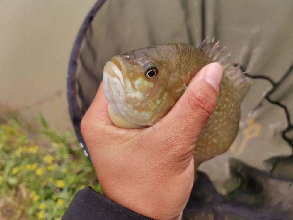 冒险岛怎么打鱼王_海豚王打鱼机图片_路飞手掌岛冒险