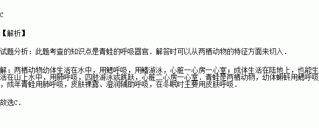 青蛙的呼吸器官_青蛙的运动器官和呼吸器官_青蛙的呼吸器官的先后顺序