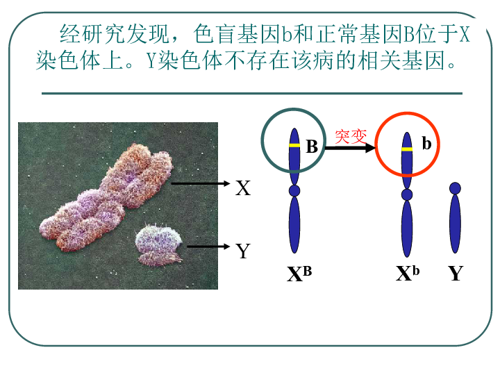 医院红绿色弱测试图册_红绿色盲的成因