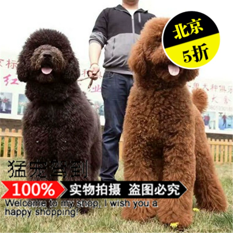 贵宾犬几元钱_贵宾犬多少钱一只_狗狗贵宾犬图片大全