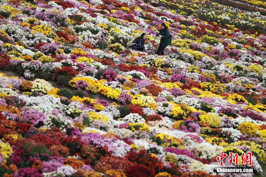 菊花怪VS桃花侠：传奇对决！