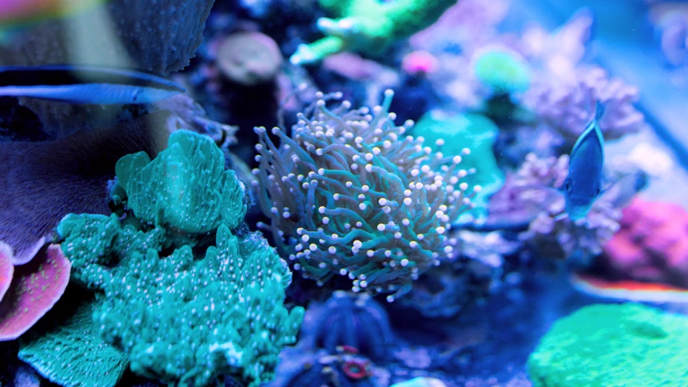 梦幻海底_梦幻海底攻略_梦幻西游海底沉船在哪