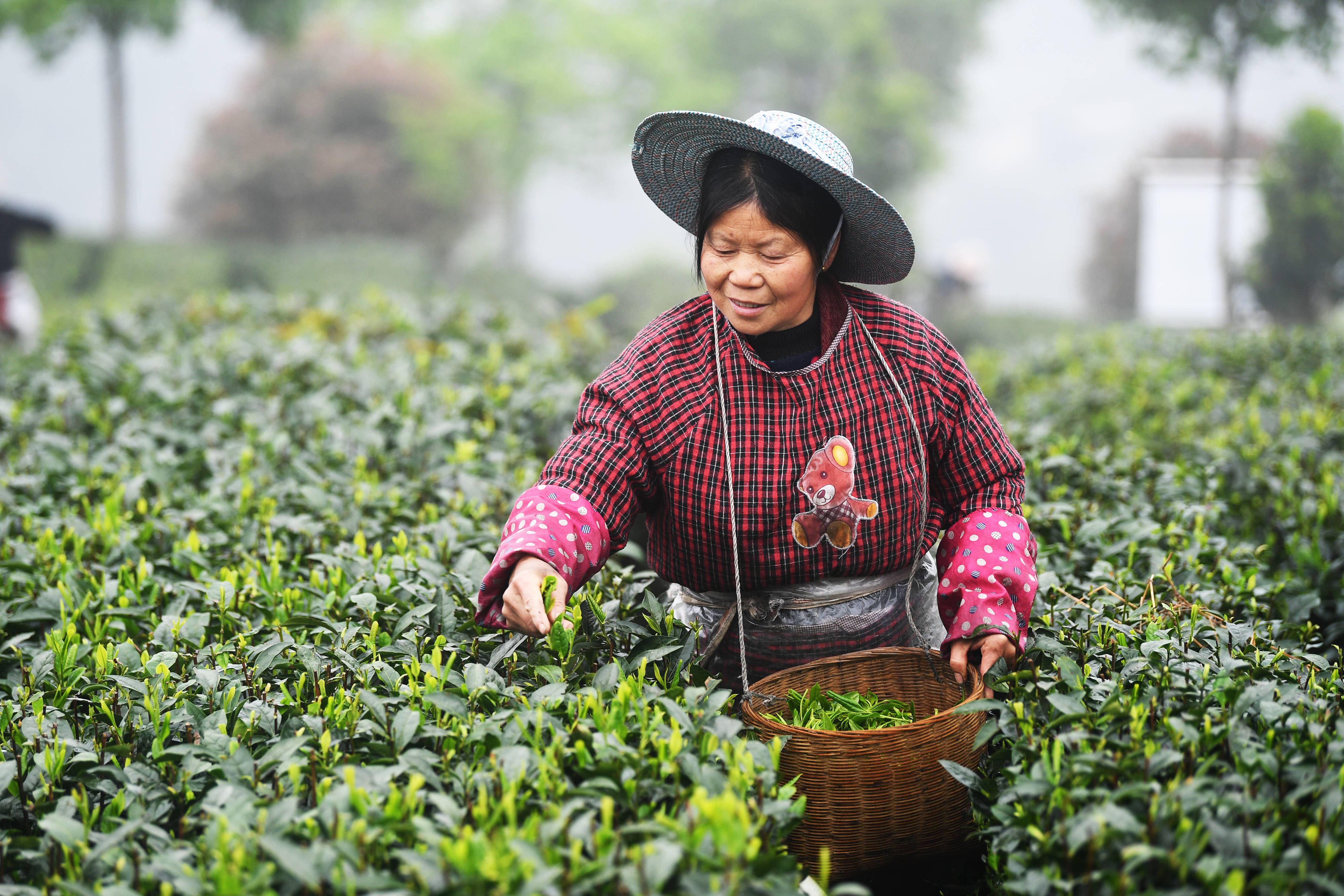 游戏茶苑是什么_茶菀游戏_游戏茶宛