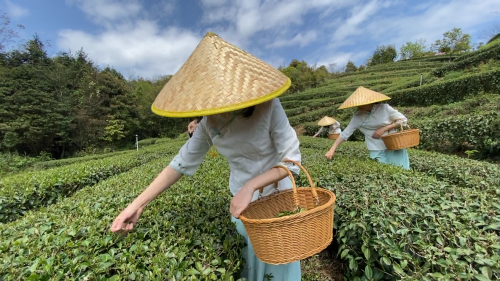 游戏茶宛_游戏茶苑是什么_茶菀游戏