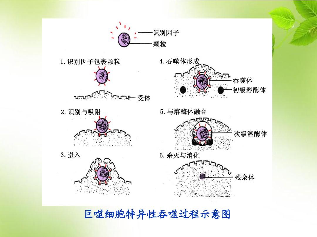 吞噬细胞是白细胞吗_细胞吞噬agar.io_吞噬细胞是什么细胞