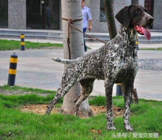 德系波音达猎犬_德国波音达犬优缺点_德国波音达犬