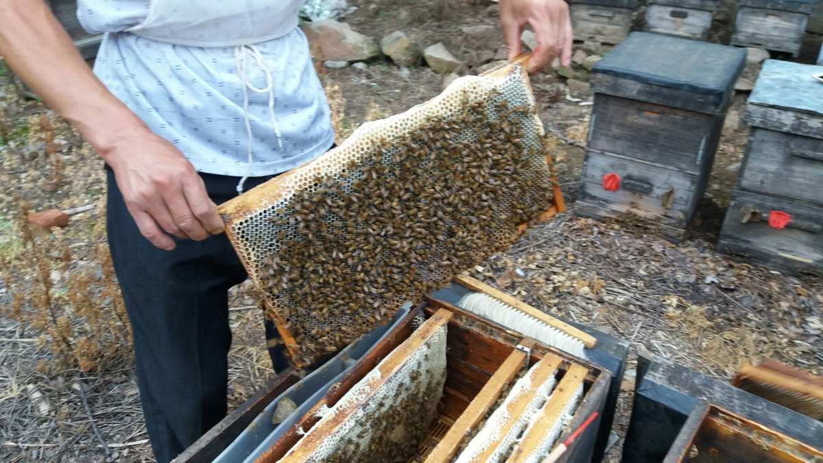 蜜蜂打一个生肖准确_打蜜蜂_蜜蜂打一个生肖