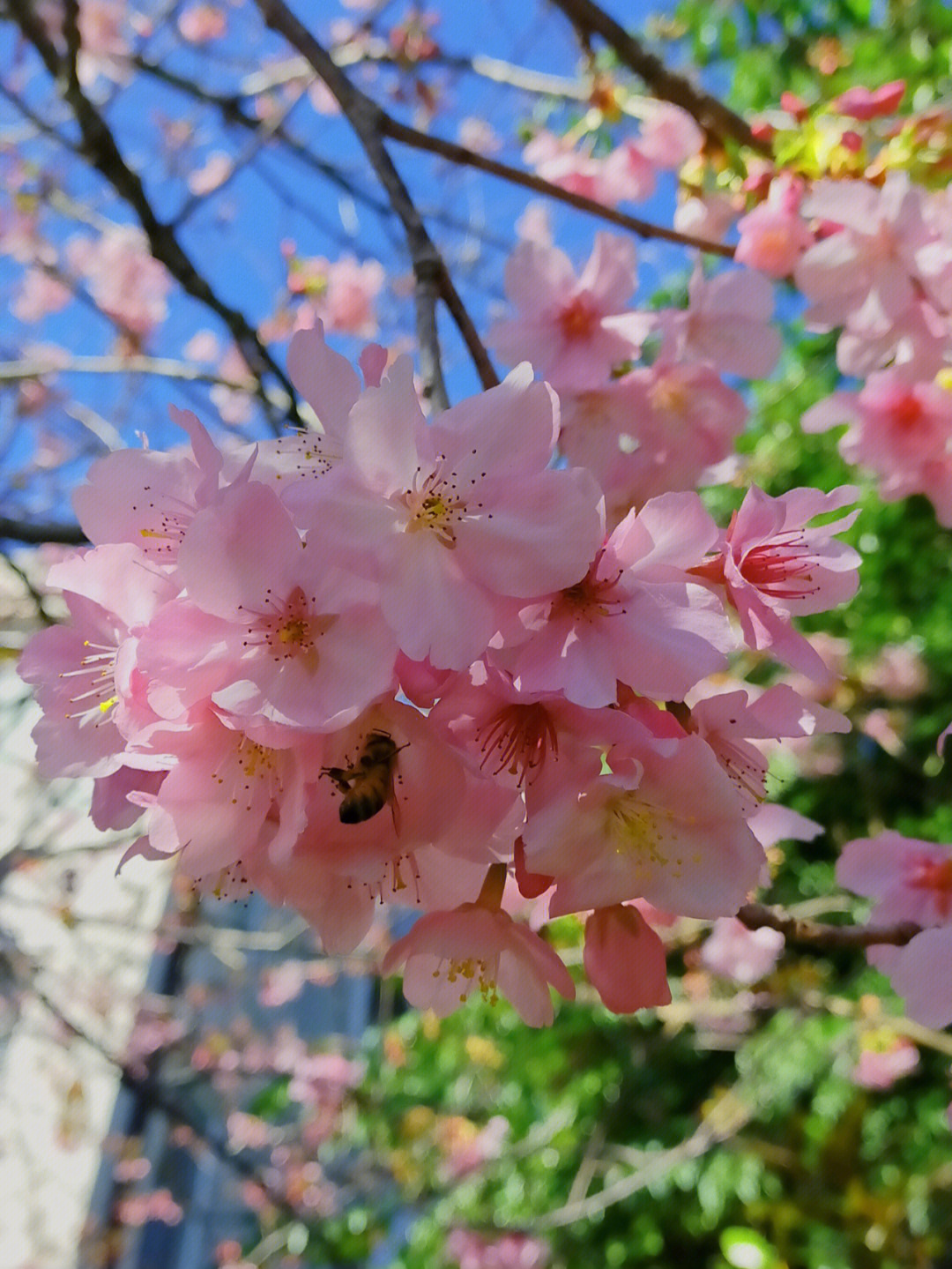 绚樱