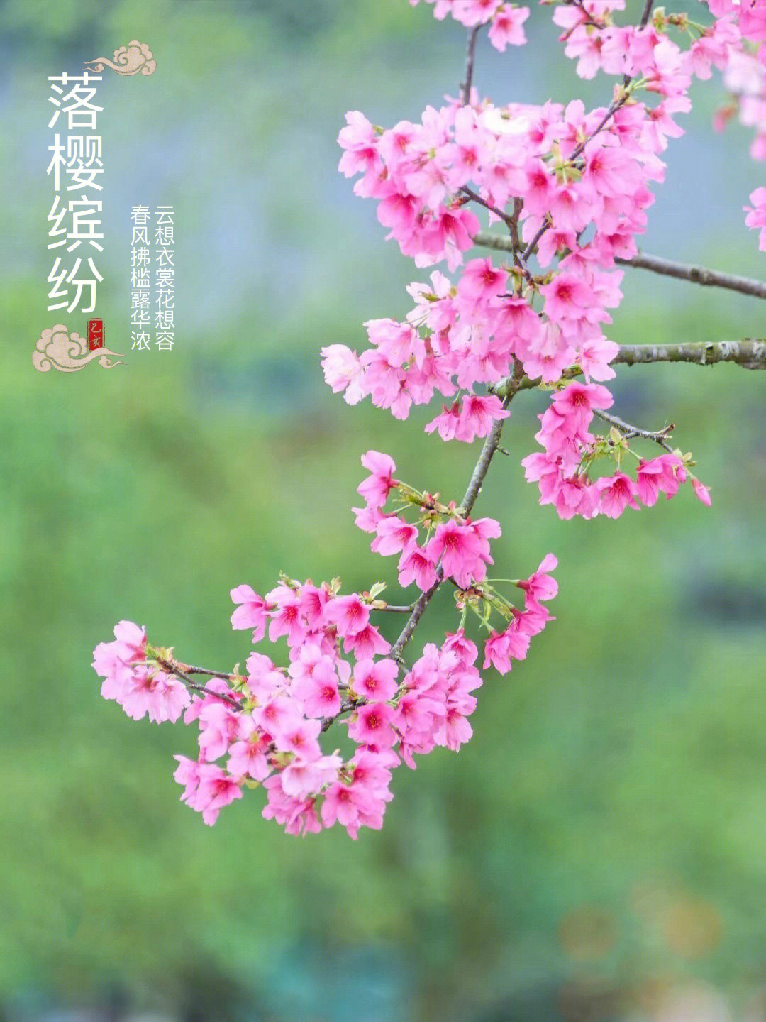 绚樱