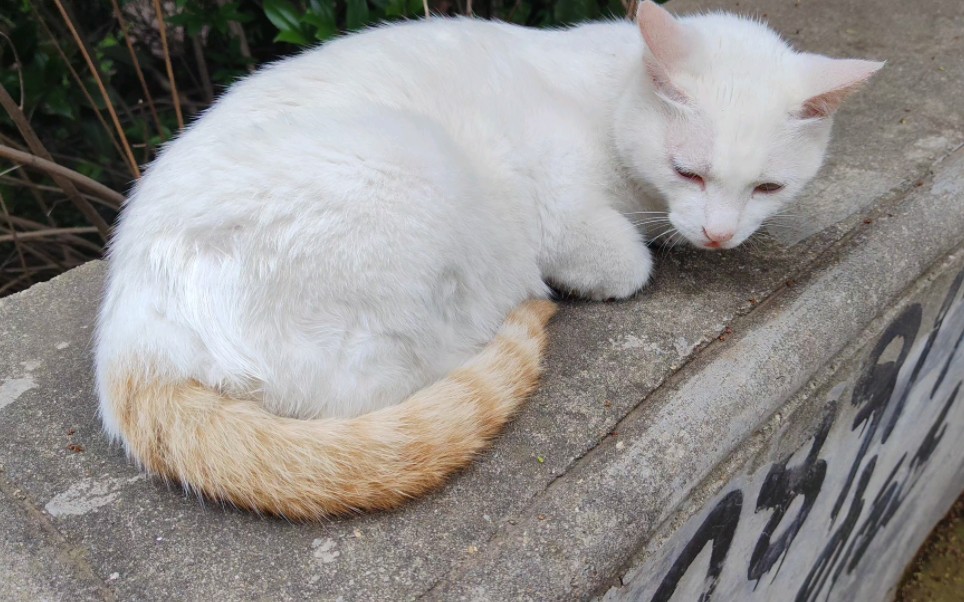 神奇的猫尾香蒲，让你惊喜不已！