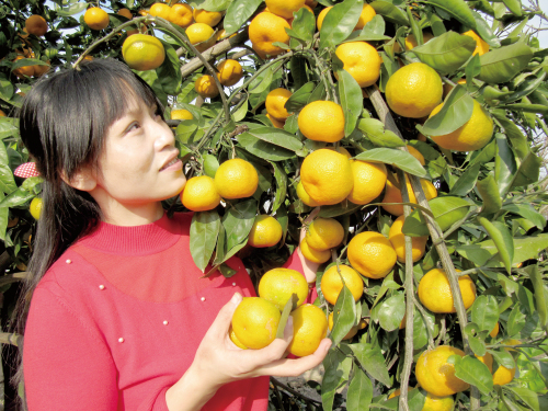 老王煎饼果子游戏_煎饼果子游戏_果子游戏