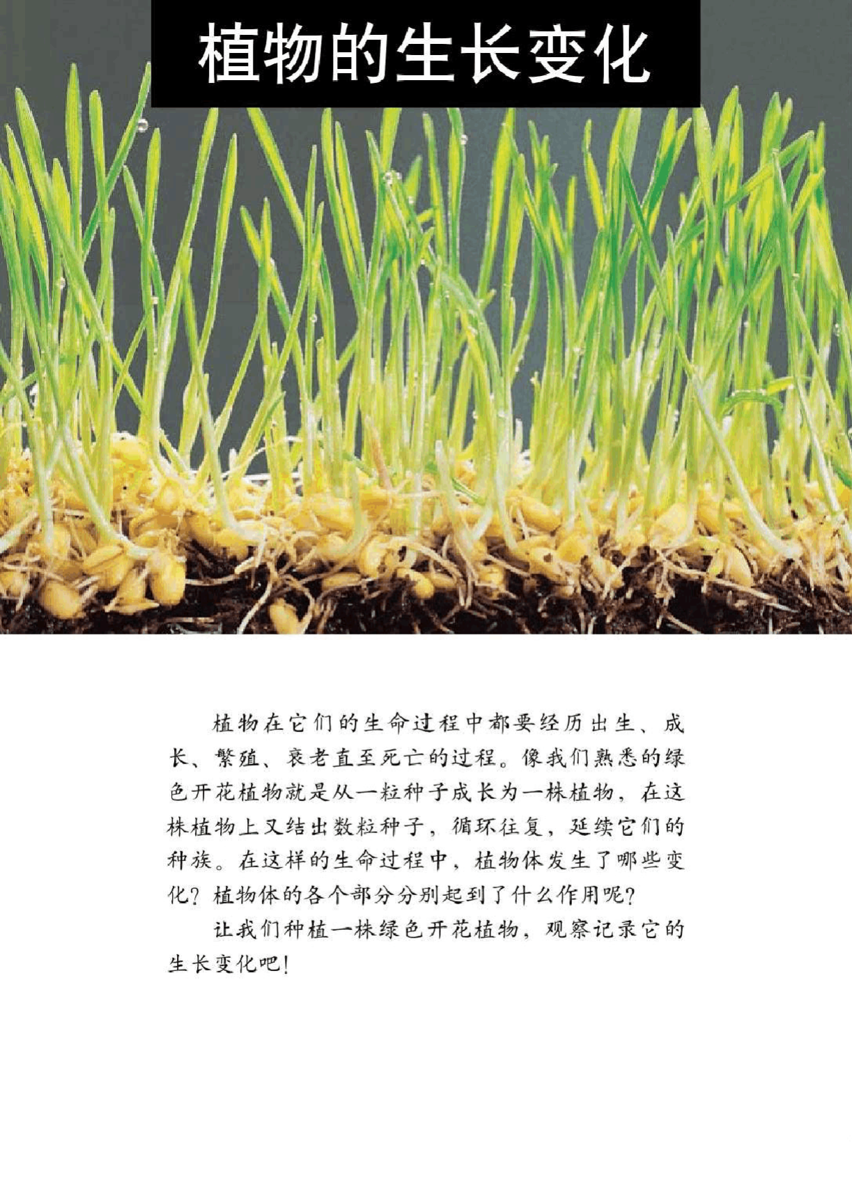 迷迭草