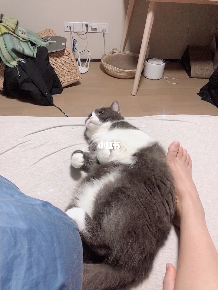 成人猫咪社区账号_猫咪社区成人_猫咪社交