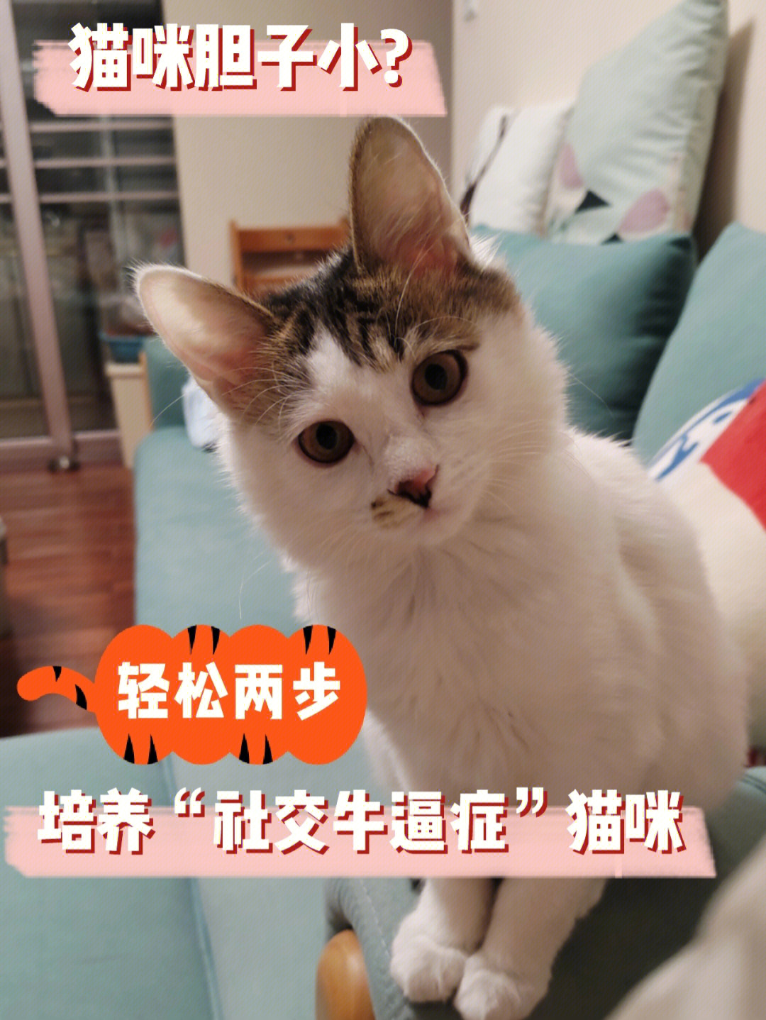 猫咪社区成人_猫咪社交_成人猫咪社区账号
