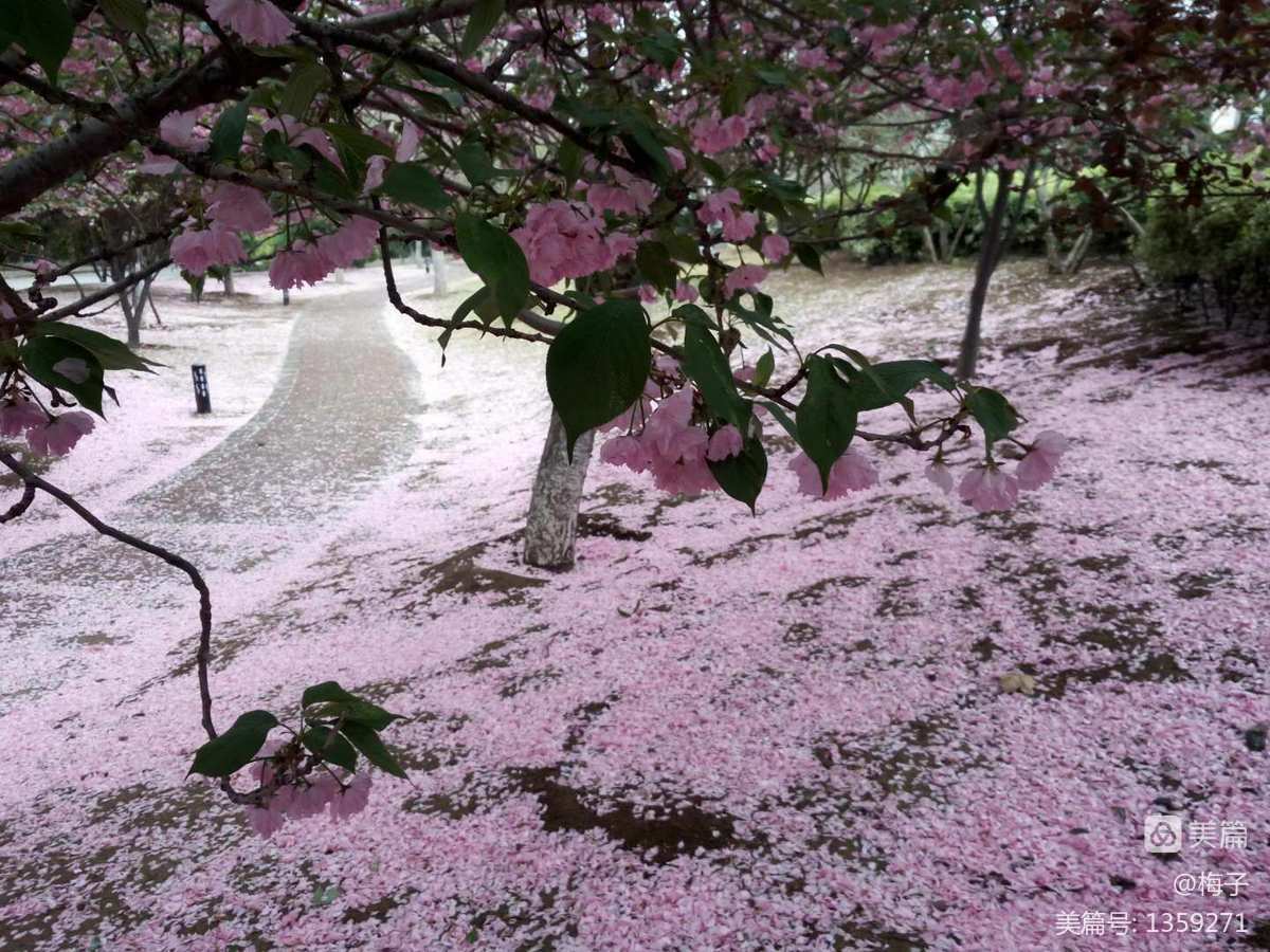 昨夜闲潭梦落花腐书网_落花网入口_落花网影院