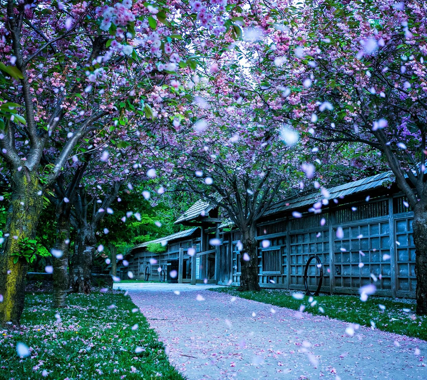 落花网入口_落花网影院_昨夜闲潭梦落花腐书网