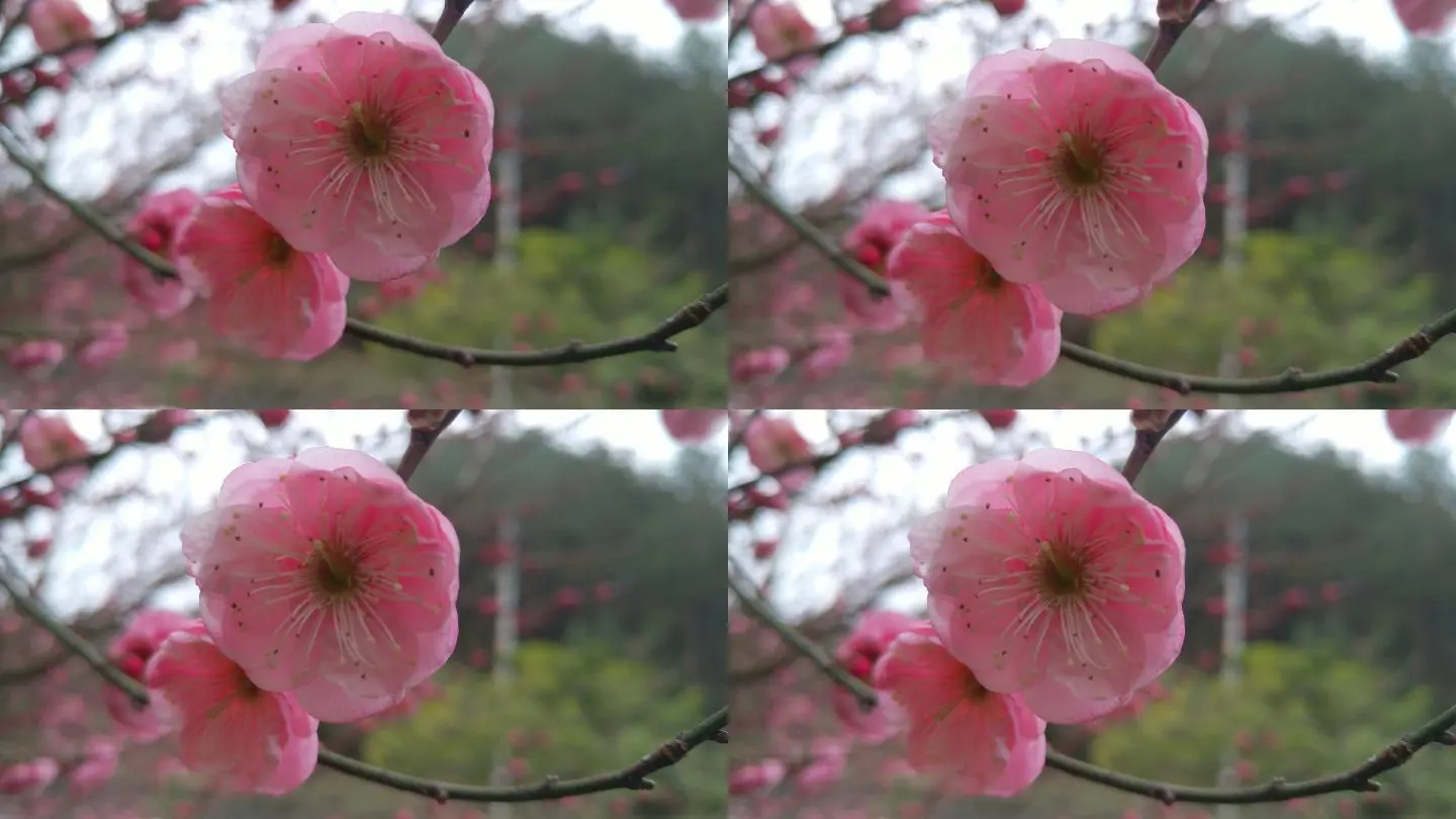 app加固软件app下载_免费制作红包app软件_梅花视频app软件下载免费安装