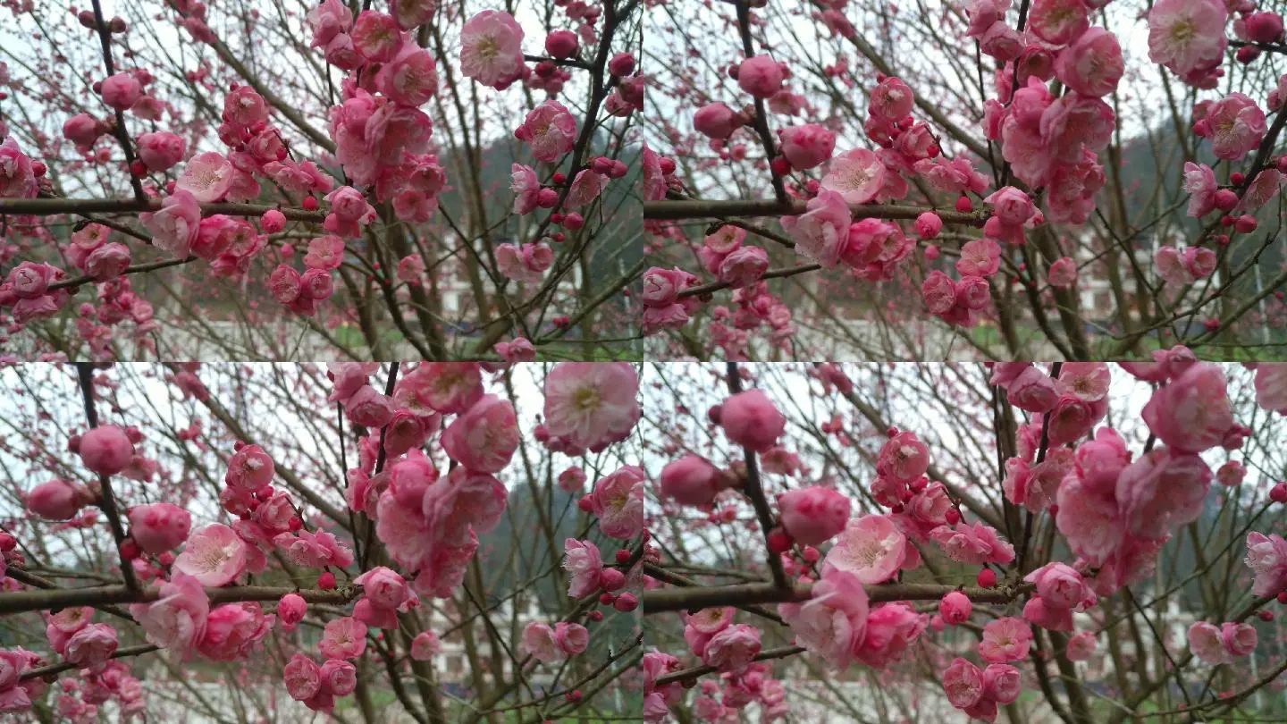 梅花视频app软件下载免费安装_app加固软件app下载_免费制作红包app软件