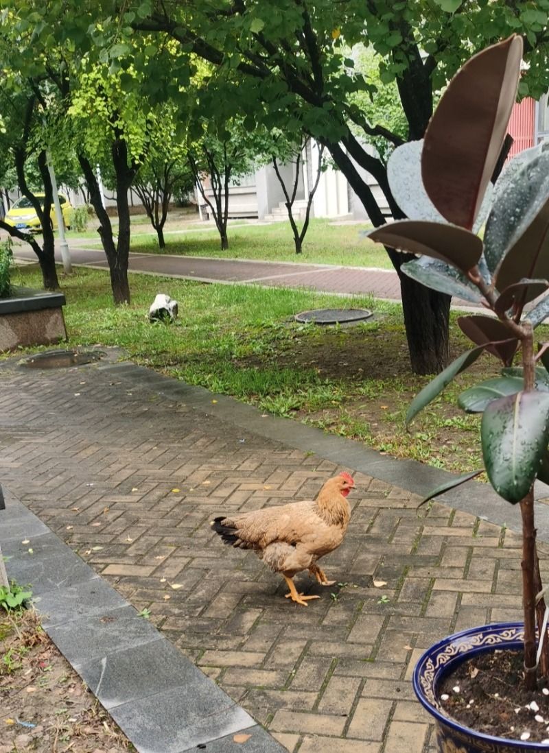 溜达鸡_鸡溜达表情包_鸡溜达图片