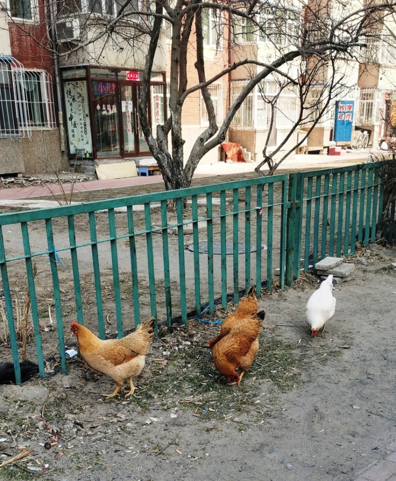 鸡溜达图片_溜达鸡_鸡溜达表情包