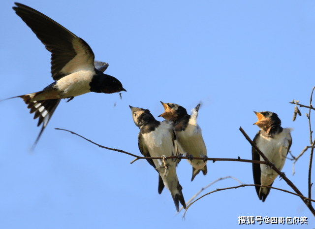 燕子岳云鹏什么电影_岳云鹏的燕子台词_燕子岳云鹏经典台词