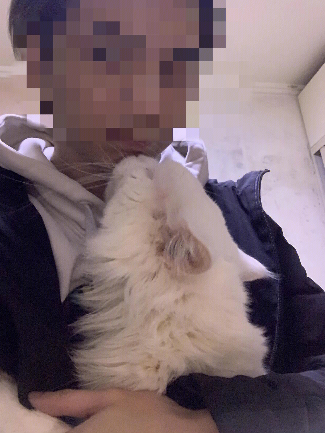 猫咪官网社区网页在线_猫咪cfa官网_一九在线酒网官网