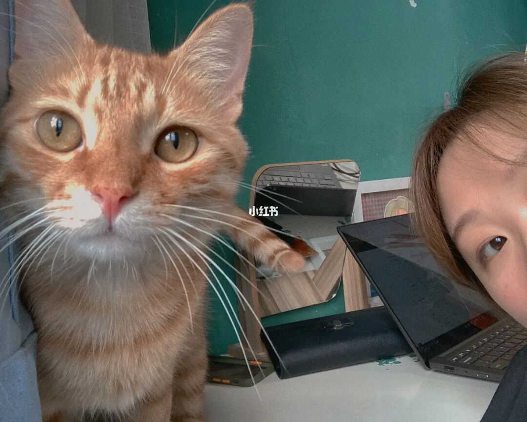 一九在线酒网官网_猫咪cfa官网_猫咪官网社区网页在线