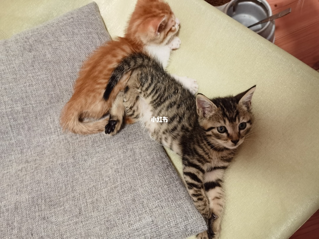 一九在线酒网官网_猫咪官网社区网页在线_猫咪cfa官网