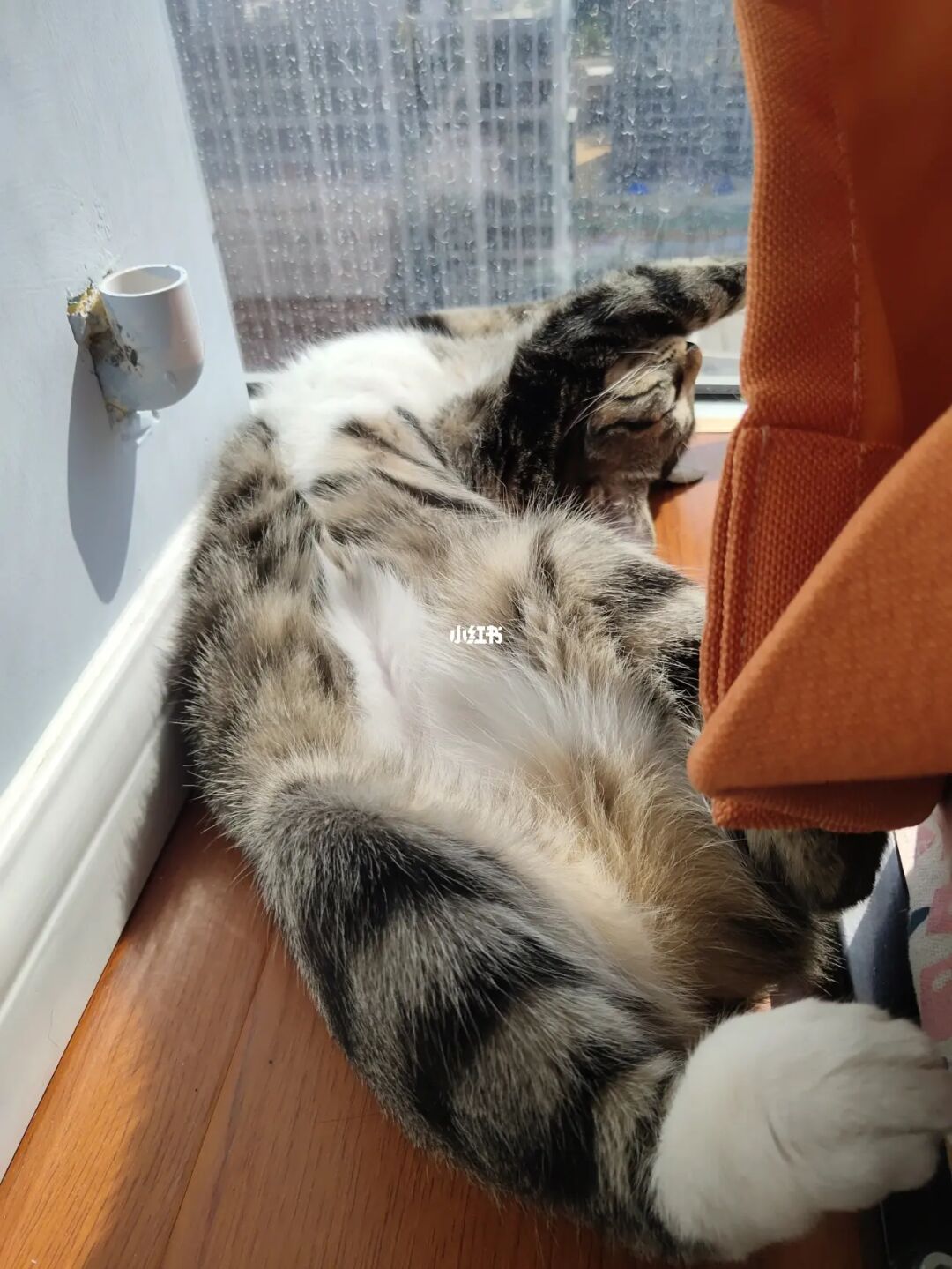 猫咪cfa官网_一九在线酒网官网_猫咪官网社区网页在线