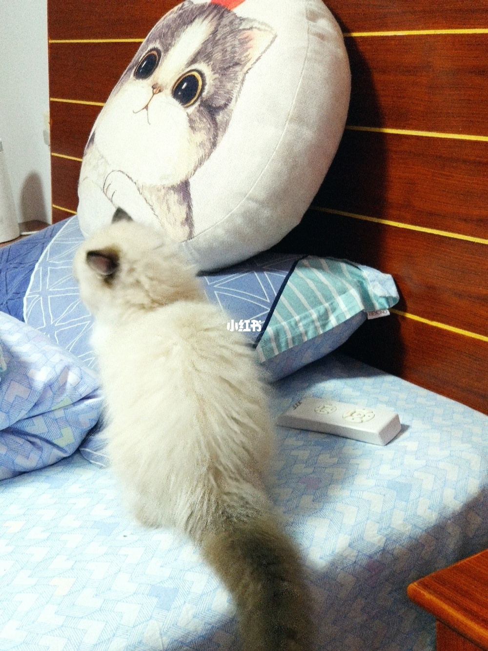 猫咪cfa官网_一九在线酒网官网_猫咪官网社区网页在线